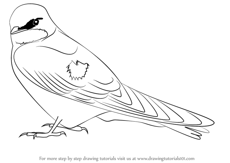 800x566 Learn How To Draw A Tree Swallow - Birds On Tree Drawing