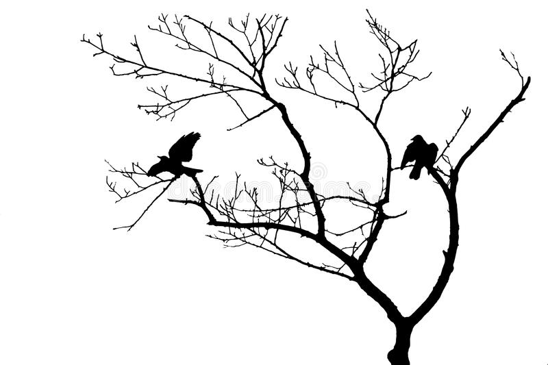 800x533 bird in tree silhouette birds tree silhouette isolated bare white - Birds On Tree Drawing