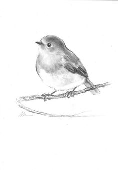 236x339 How To Draw A Bird Step - Birds Pencil Drawing