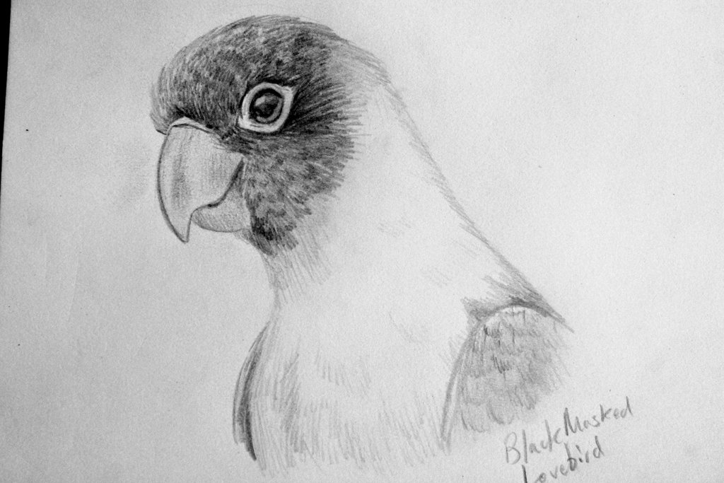 1024x683 Pictures Love Birds Drawings In Pencil - Birds Pencil Drawing