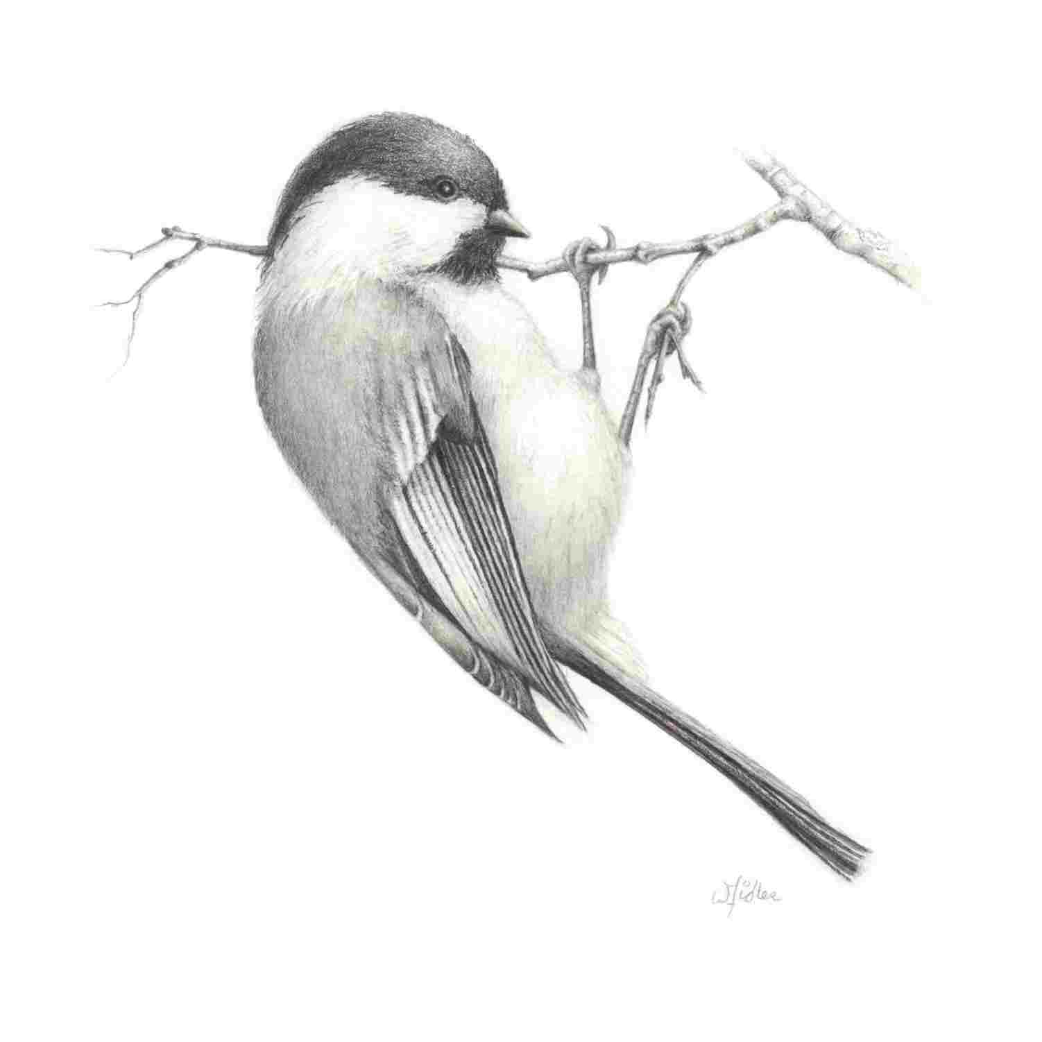 1502x1502 Bird Pencil Drawing Birds Pencil Sketch Easy Birds Sketches - Birds Pencil Drawing