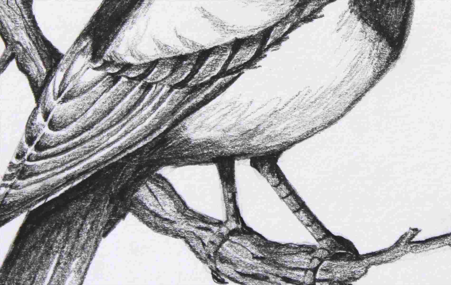 1899x1201 Drawings Easy Pencil Drawing Birds Of Birds Pencil Drawing - Birds Pencil Drawing