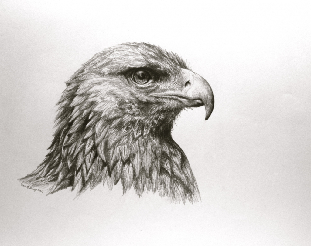 1024x811 bird pencil drawing and pencil sketch bird photo pencil sketch - Birds Pencil Drawing