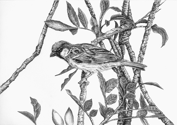 600x422 Birds - Birds Pencil Drawing