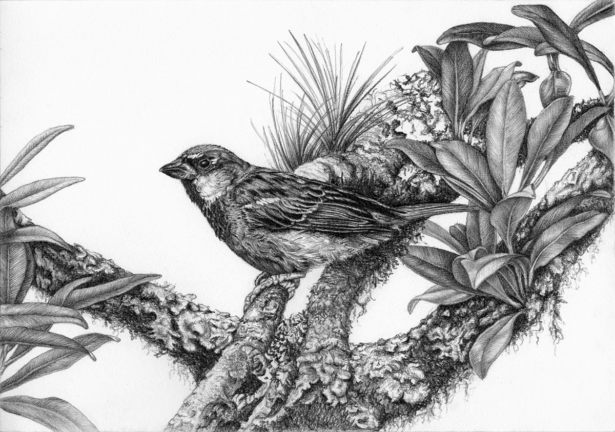 1200x843 Birds - Birds Pencil Drawing