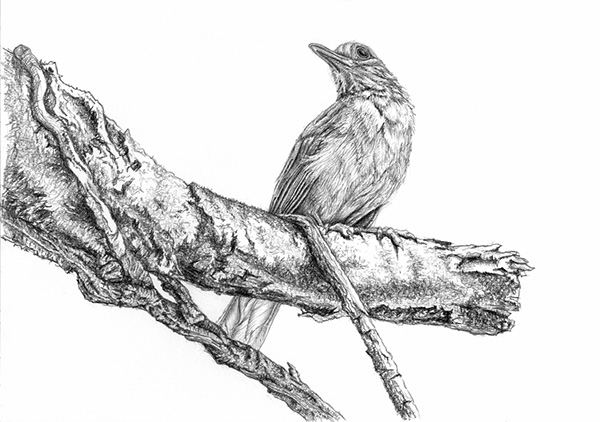 600x422 Birds - Birds Pencil Drawing