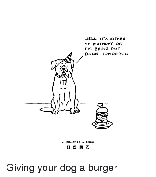 500x566 well it's either my birthday or i'm being put down tomorrow a f - Birthday Drawings