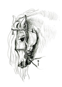 215x300 horse bit drawings fine art america - Bit Drawing