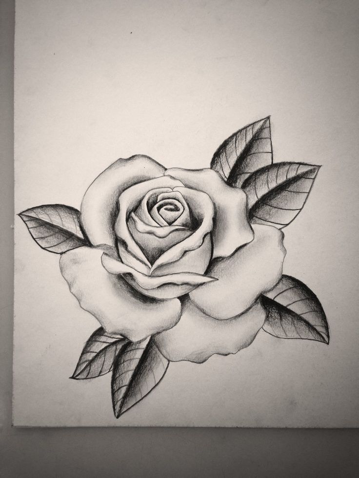 736x981 download free black and grey rose - Black And Grey Rose Drawing