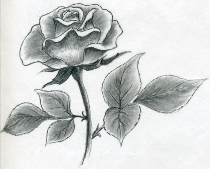 712x574 Draw A Rose Quickly, Simply And Easily - Black And Grey Rose Drawing