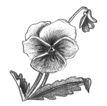 408x405 Flower Sketches - Black And Grey Rose Drawing