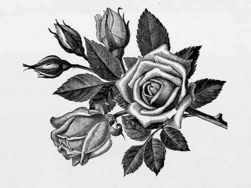 500x375 Graphic Rose Drawing Tattoo Best Tattoo Ideas Gallery - Black And Grey Rose Drawing