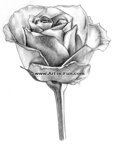 400x515 How To Draw A Rose Learn To Draw Rose Pencil Drawings Art Is Fun - Black And Grey Rose Drawing