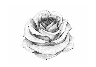 400x277 How To Draw A Rose - Black And Grey Rose Drawing