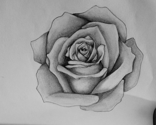 Black And Grey Rose Drawing at PaintingValley.com | Explore collection ...