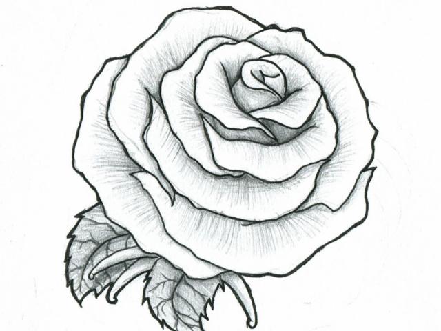 Black And Grey Rose Drawing at PaintingValley.com | Explore collection ...