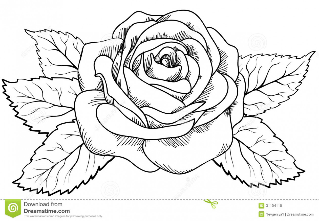 1261x871 Rose Flower Drawing Black And White Cotton - Black And Grey Rose Drawing