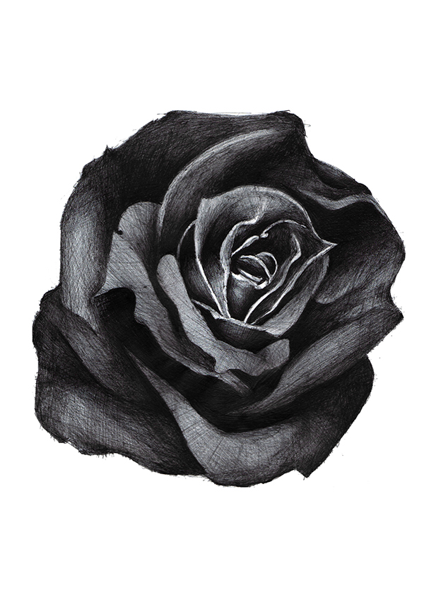 Black And Grey Rose Drawing at Explore collection