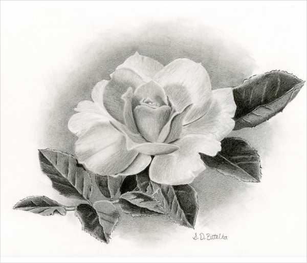 600x514 Rose Drawings - Black And Grey Rose Drawing