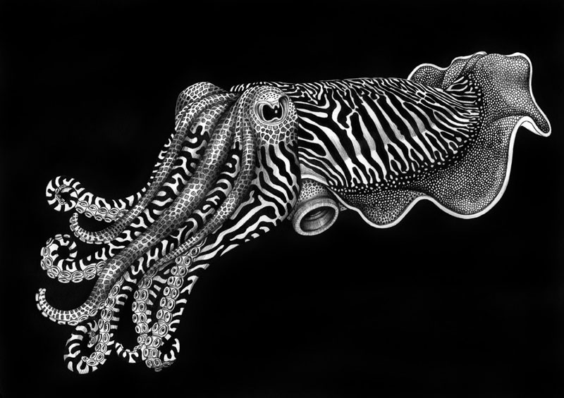 800x565 Detailed Animal Drawings Using Only Ink - Black And White Animal Drawings