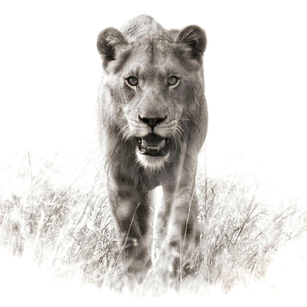 620x620 wildlife in black and white photographs - Black And White Animal Drawings