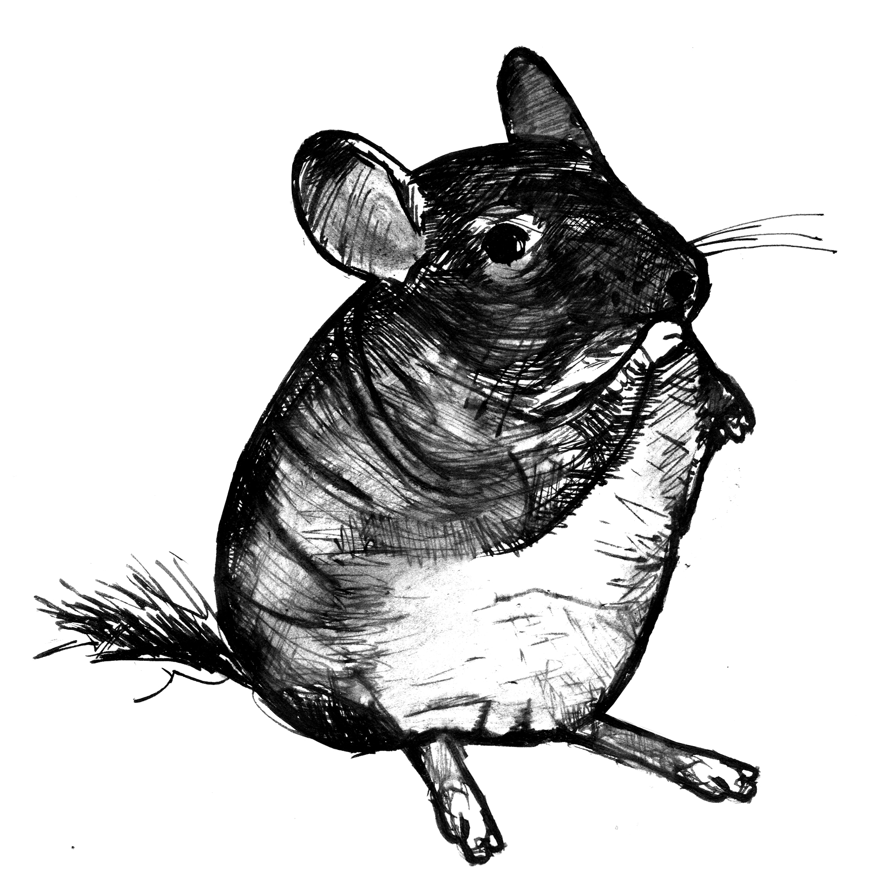 1800x1800 chinchilla art print black and white animal ink drawing series - Black And White Animal Drawings