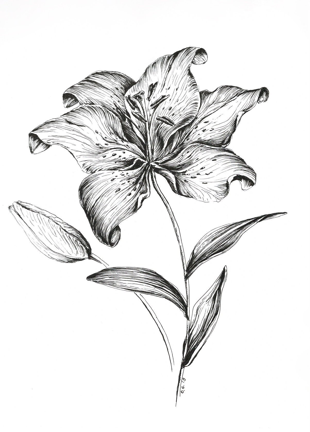 1203x1676 Tiger Lily Drawing Flower Wall Art Flower Prints Pen And Etsy - Black And White Art Drawings