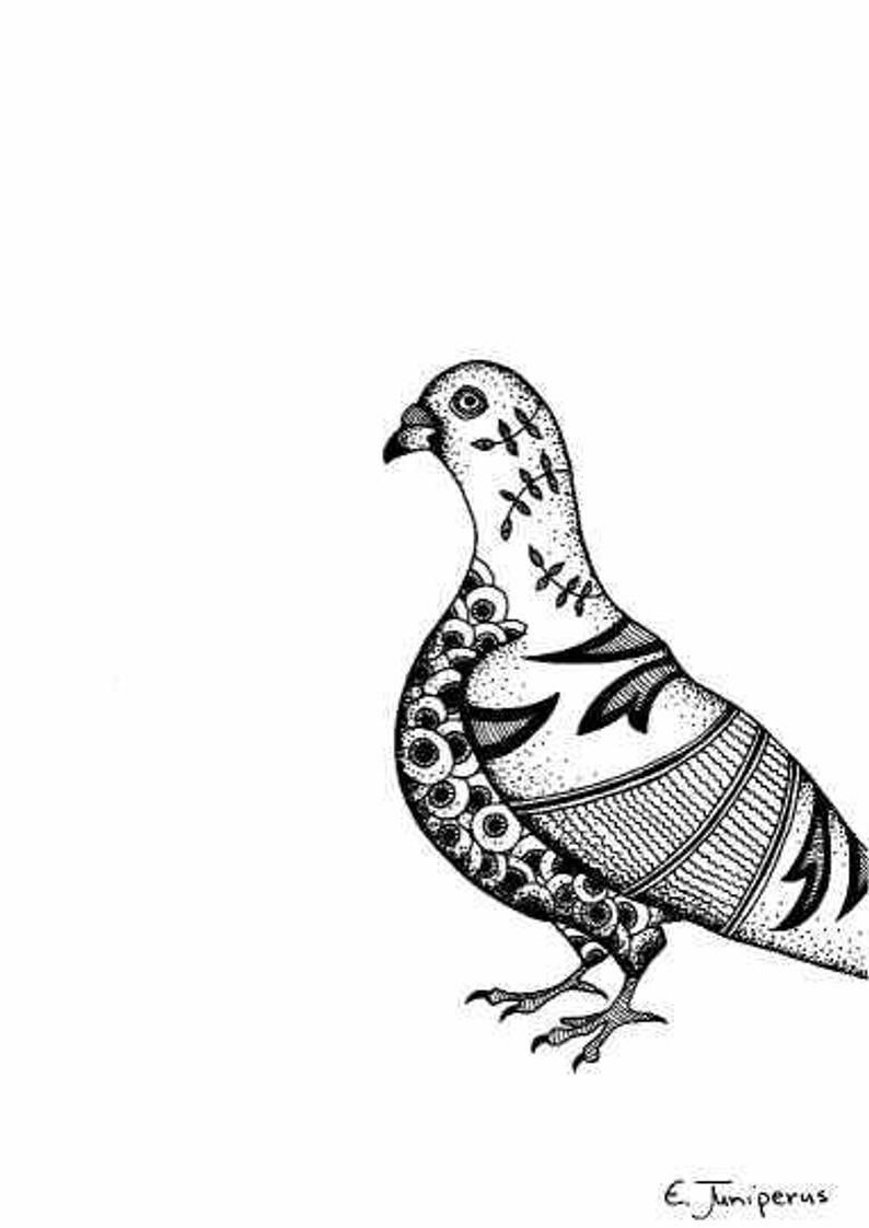 Black And White Bird Drawings