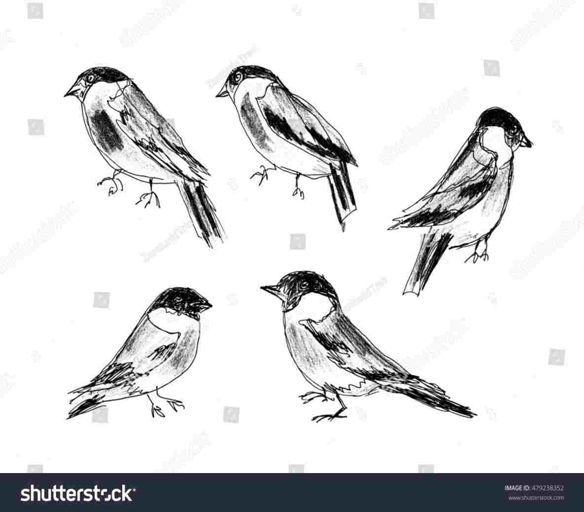 1185x1039 Birds In Black And White Kinds Of Bird Drawings Black - Black And White Bird Drawings