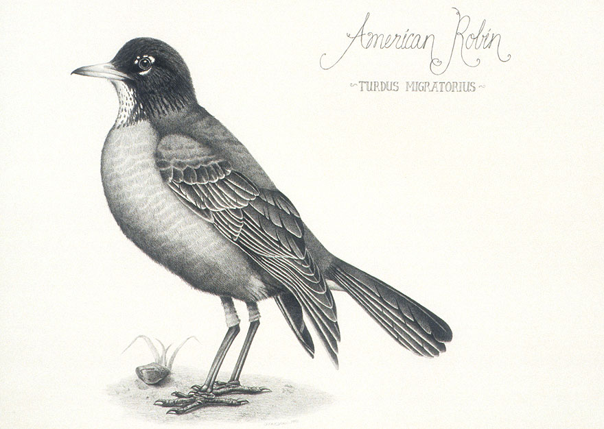 880x626 Black And White Bird Pictures Colored Pencil Oil Paintings - Black And White Bird Drawings