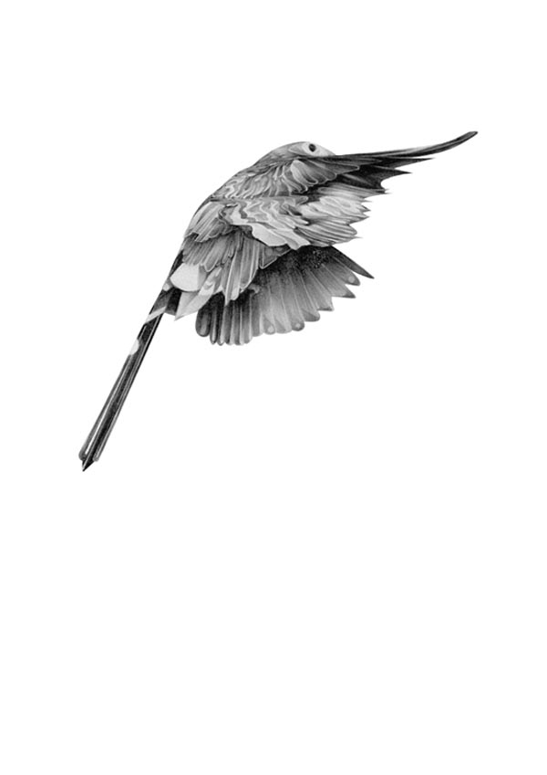 600x849 Pencil Drawings Semblance And Bird Series - Black And White Bird Drawings
