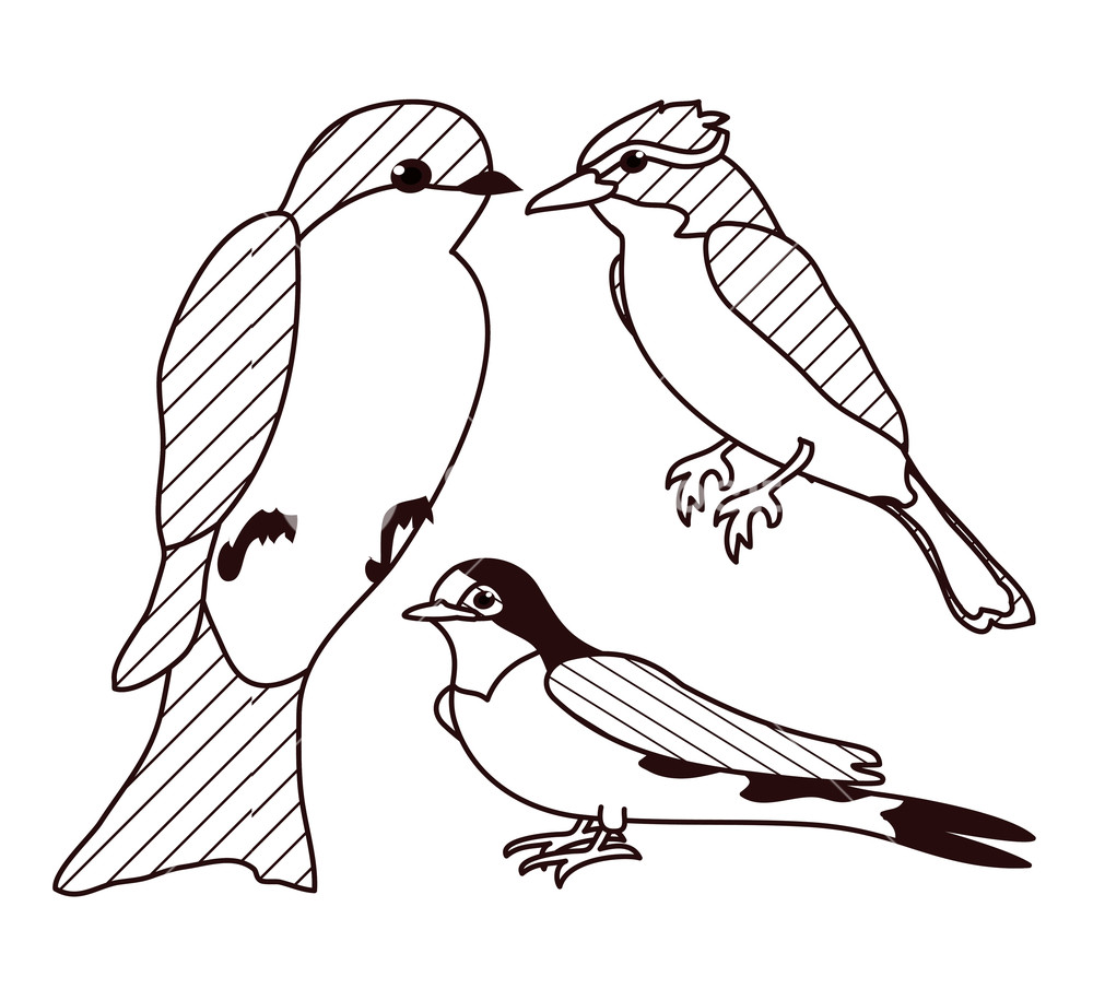 1000x905 Beautiful Birds Drawings On Black And White Vector Illustration - Black And White Bird Drawings