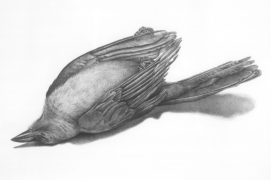 944x626 Colored Pencil, Oil Paintings, Graphite Drawings D L Friedman - Black And White Bird Drawings