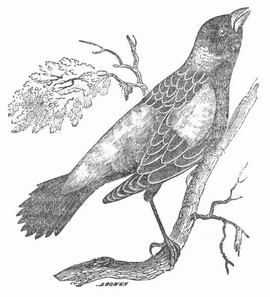 546x600 Cantando Pictures Bird Drawings, Draw, Bird Pictures - Black And White Bird Drawings