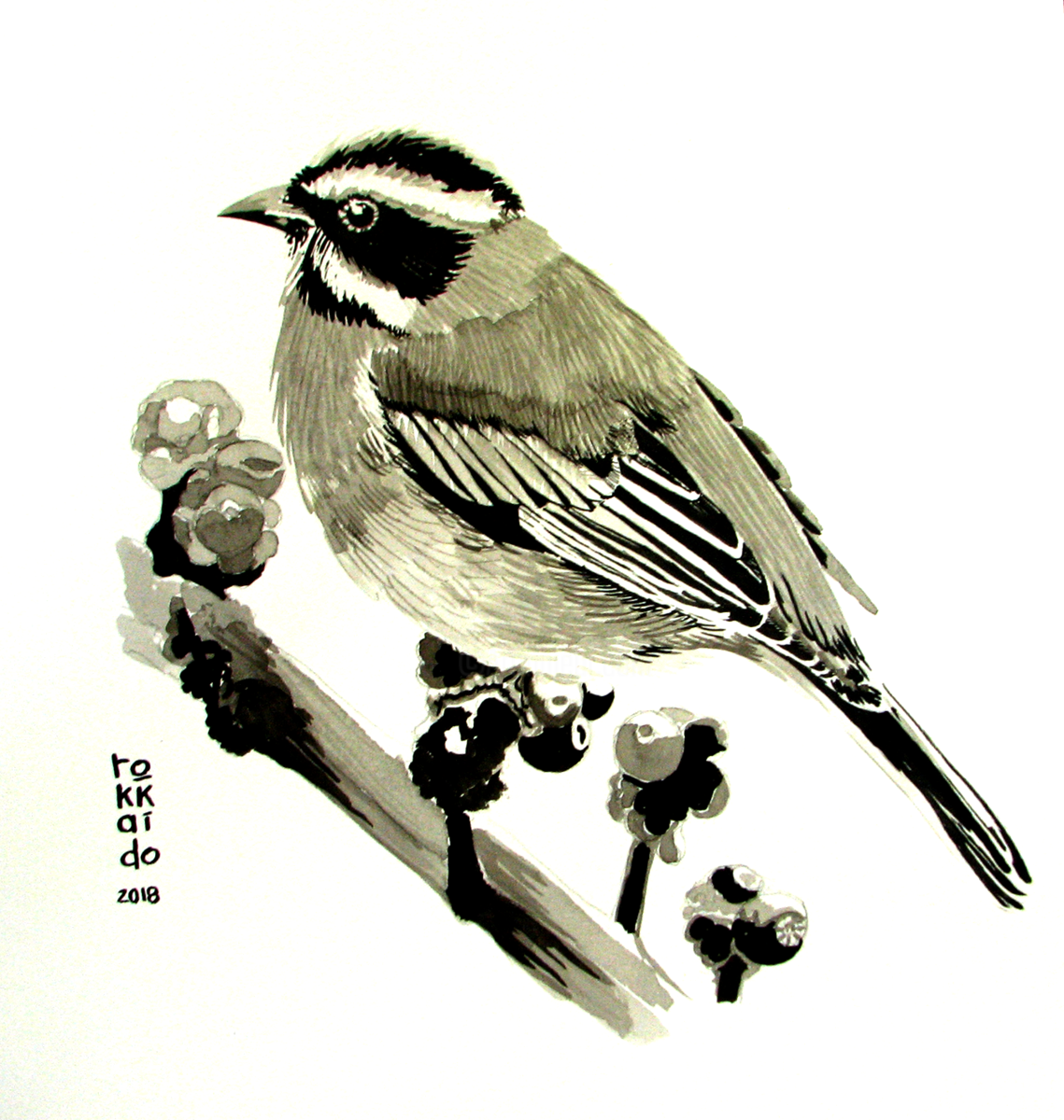 1139x1200 Bird In Ink Drawing - Black And White Bird Drawings