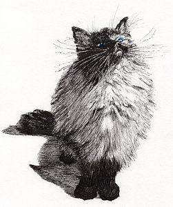 Black And White Cat Drawing