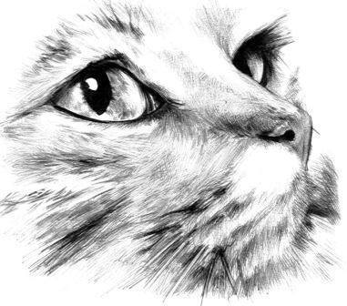 381x336 Image About Black And White In Lovely - Black And White Cat Drawing