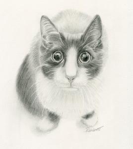 268x300 Timid Original Pencil Black And White Drawing Paulette Farrell - Black And White Cat Drawing