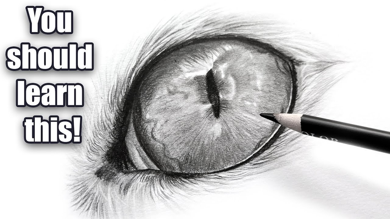 1280x720 The Importance Of Black And White Cat Eye Drawing - Black And White Cat Drawing