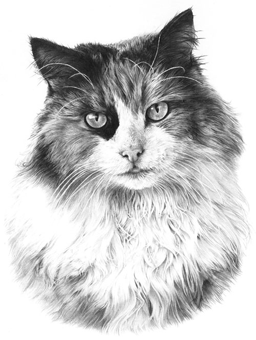500x663 Whiskers Drawing From Line To Life - Black And White Cat Drawing