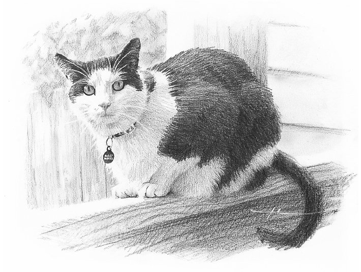 710x536 Black White Cat Memorial Drawing - Black And White Cat Drawing