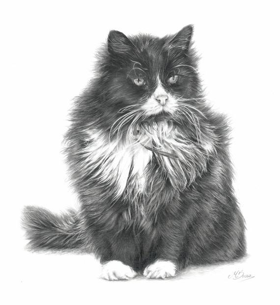 Black And White Cat Drawing at Explore collection