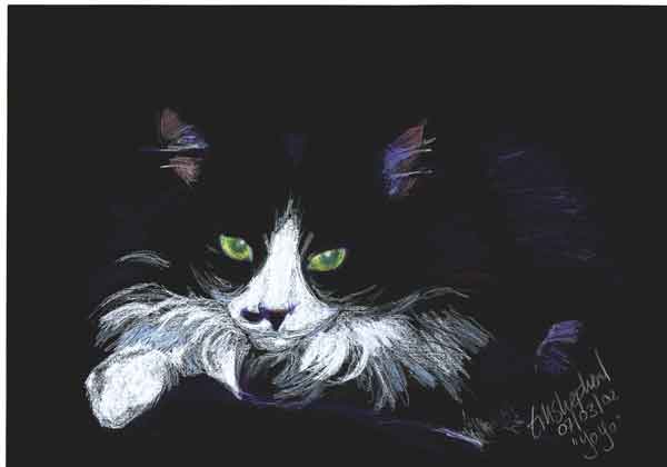 600x420 Black And White Cat - Black And White Cat Drawing