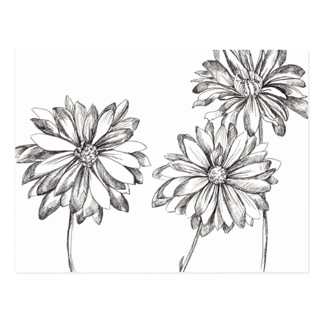 630x630 Black White Daisy Flower Bouquet Drawing Postcard Zazzle Ca - Black And White Daisy Drawing