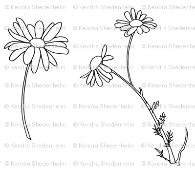 399x348 daisies, drawing - Black And White Daisy Drawing