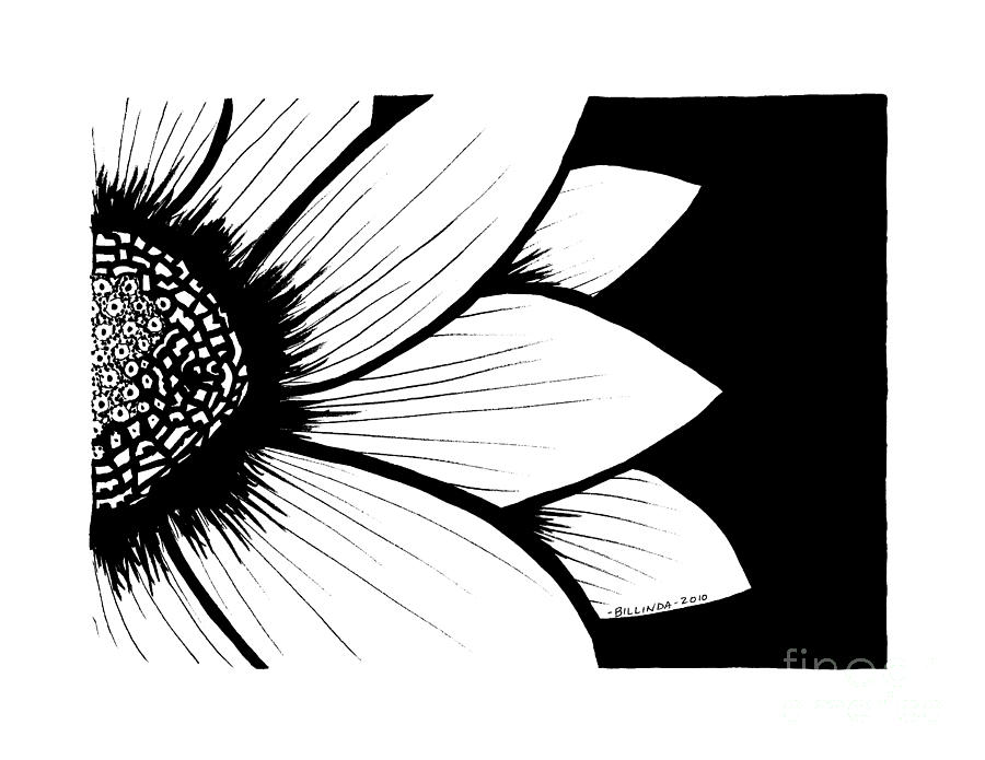 900x695 Daisy Drawing - Black And White Daisy Drawing