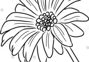 300x210 beautiful flower daisy drawing monochrome black and white daisy - Black And White Daisy Drawing