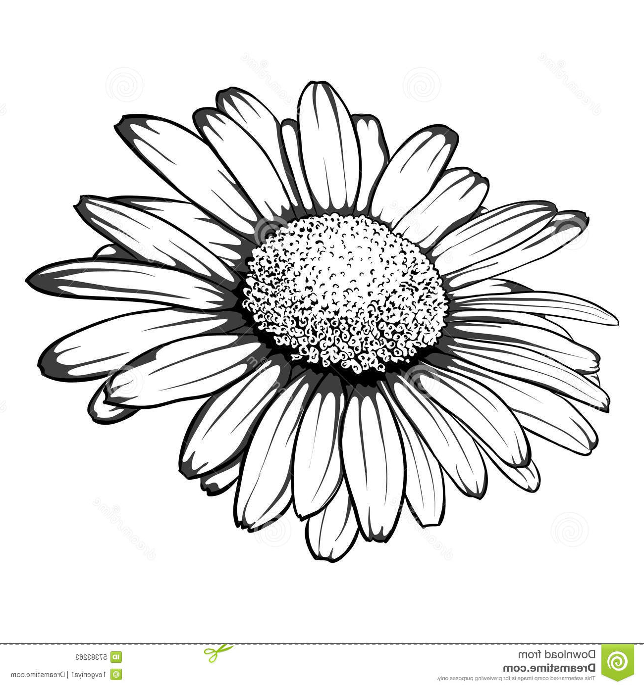 Black And White Daisy Drawing at PaintingValley.com | Explore ...