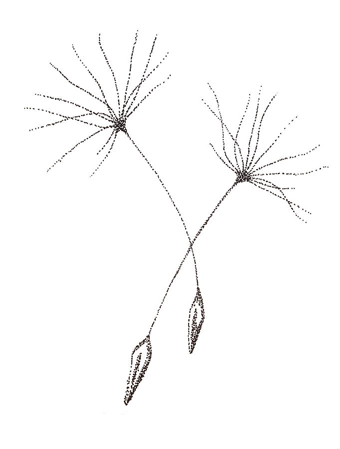 681x900 Black And White Dandelion Paw Drawing - Black And White Dandelion Drawing