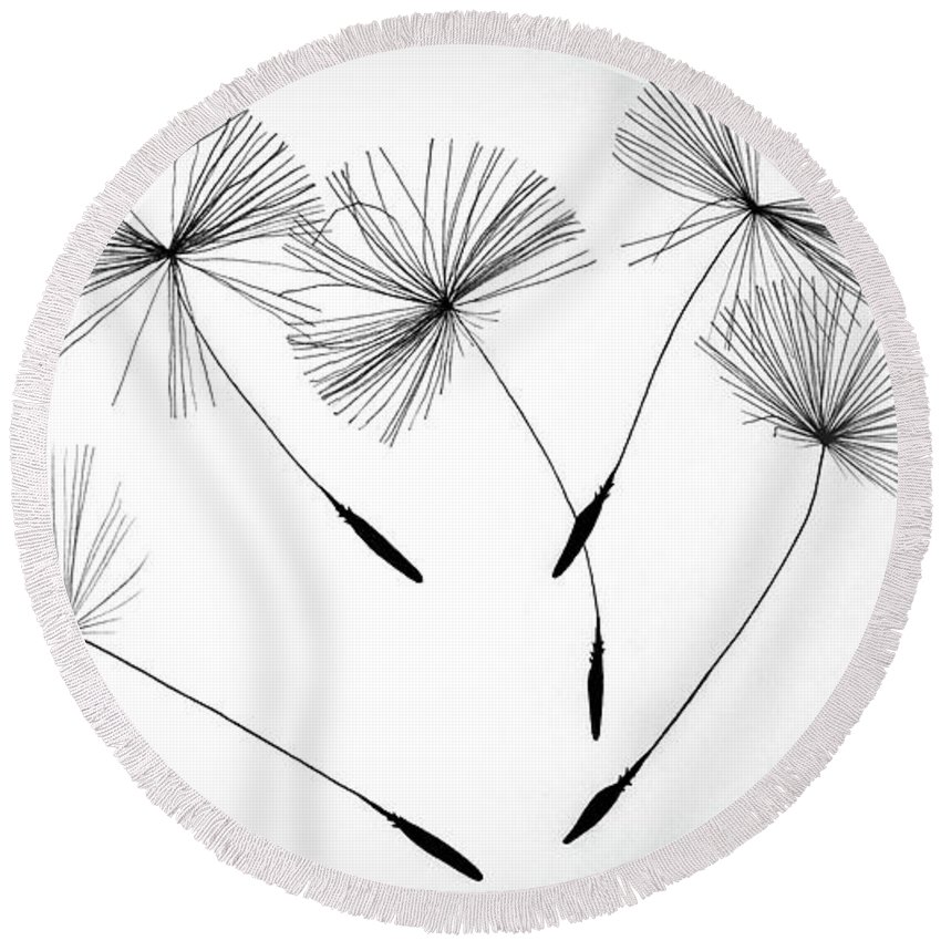 850x850 Dandelion - Black And White Dandelion Drawing